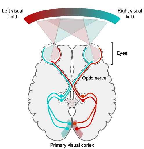  Human brain hemispheres