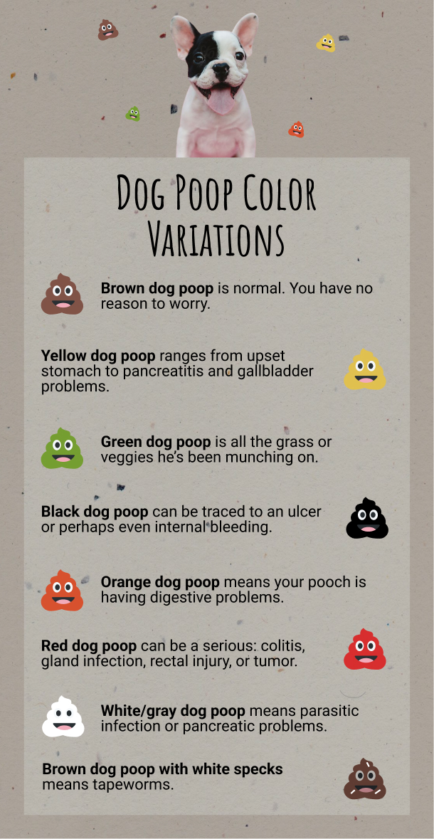 Pet Infographic